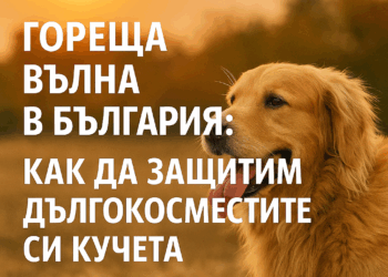 Гореща вълна в България: Как да защитим кучета с дълга козина