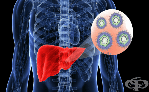 Хепатит Б – всичко важно за вируса, рисковете и ваксинацията Хепатит Б – вирусна инфекция на черния дроб и основни симптоми